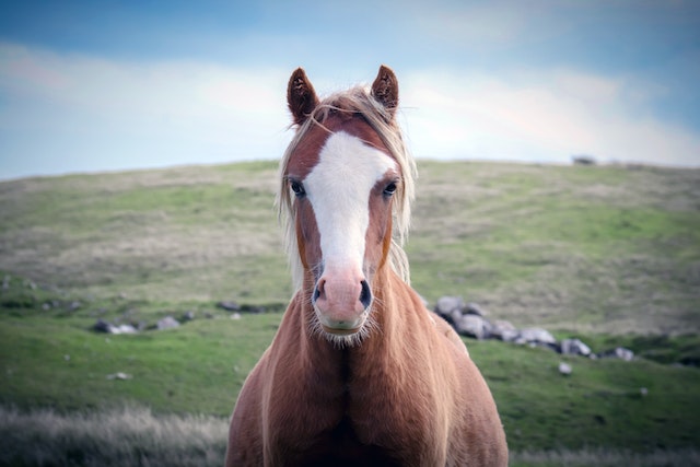 Horse Rugs