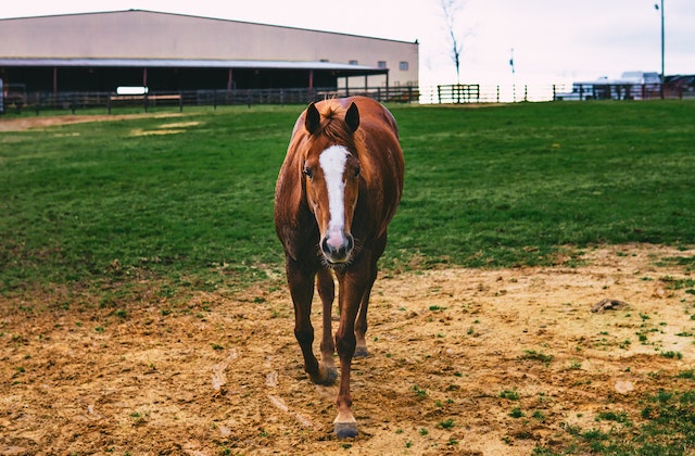 Horses