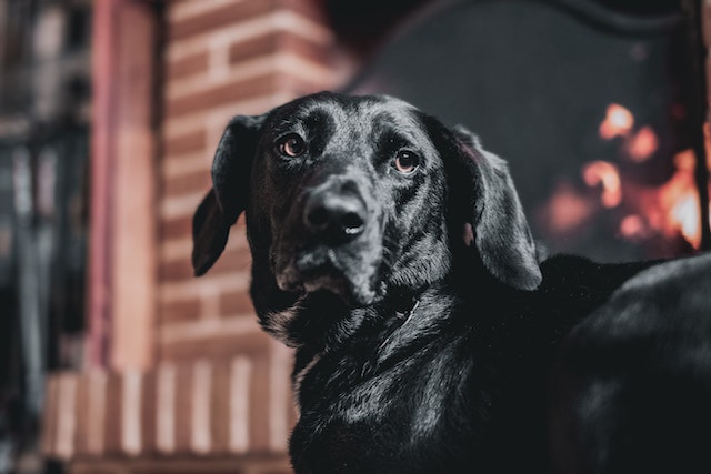 The Complete Guide to VIP Pets