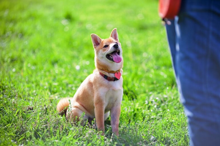 Should I Get a Dog Training Collar for My Pet?