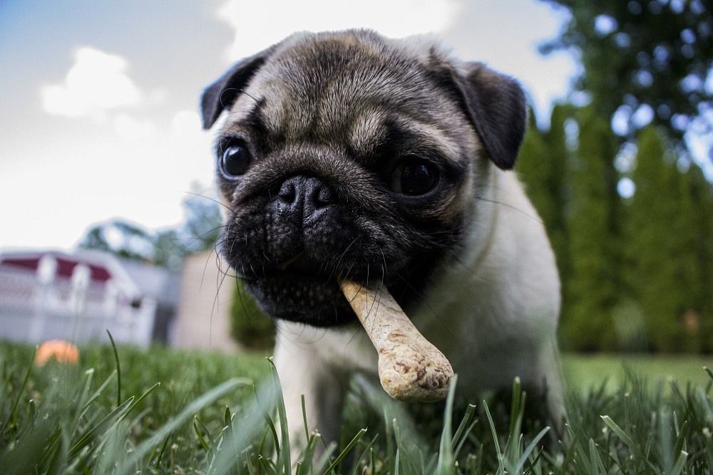 5 Ways to Stop Your Dog From Eating Garbage