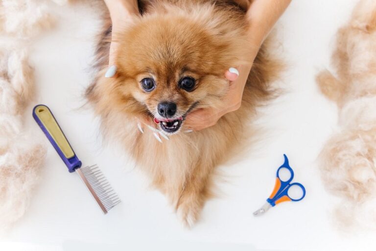 How Often Should You Groom Your Dog?