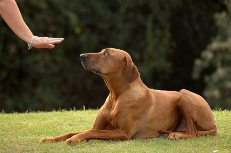 Can You Train Away Aggressive Dog Behavior?