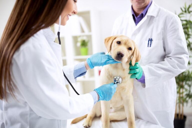 How to Choose the Best Vet for Your Dog