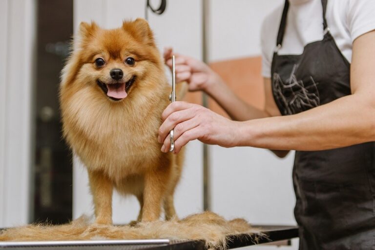 5 Tips for Choosing Local Dog Grooming Services