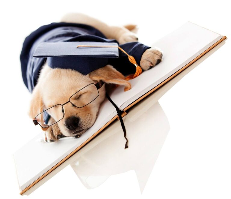 When to Start Puppy Training