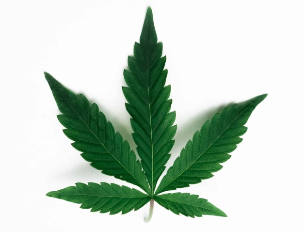 Benefits of CBDV (Cannabidivarin)