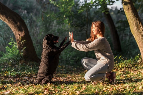 Canine Health and Wellness: A Guide to Keeping Your Dog Happy and Healthy