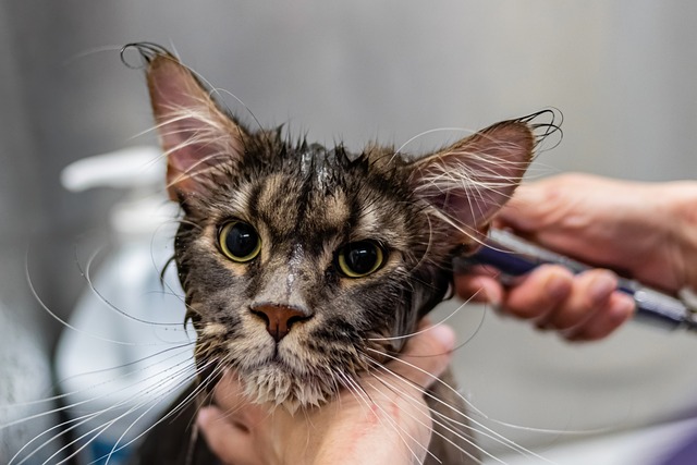Signs That Your Pet Needs a Grooming Session